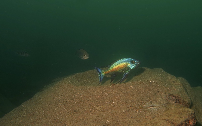 Cyathopharynx sp. 'blue flush' Malasa Island